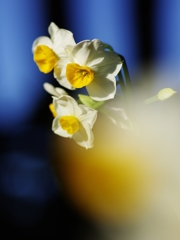 冬の訪れ４（日本水仙２）