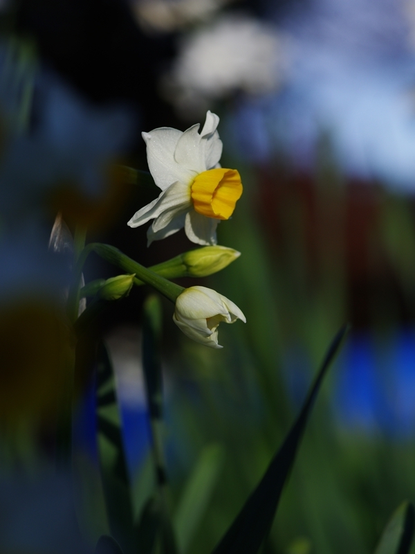 冬の訪れ３（日本水仙１）