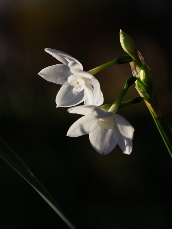 冬の訪れ２（ペーパーホワイト）