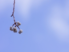 冬の訪れ８（ナンキンハゼの実）