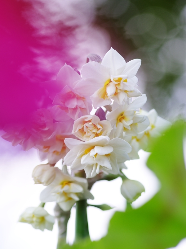 冬の訪れ５（八重咲き水仙）