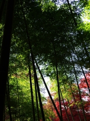 紅葉三昧１０（須磨離宮公園２）