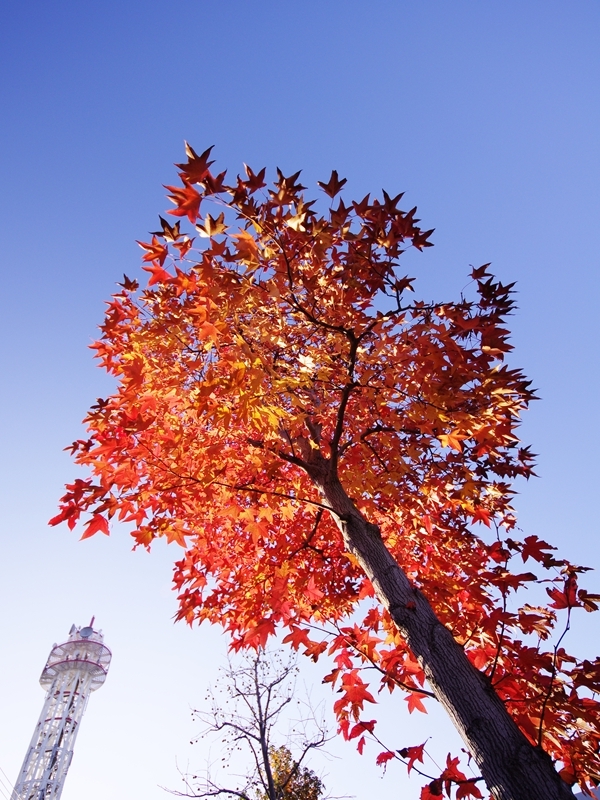 街の紅葉１２