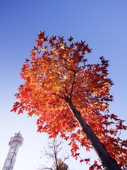 街の紅葉１２