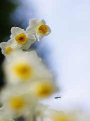 冬の散歩道に咲く花５