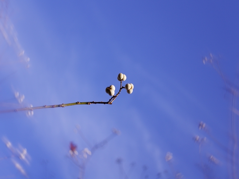 晩秋の南京櫨（なんきんはぜ）２
