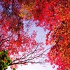 紅葉三昧９（須磨離宮公園１）