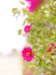 冬の訪れ７（サザンカ）