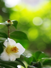 春が来た５（椿）