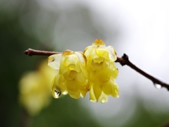 待ち焦がれる春６（蝋梅）
