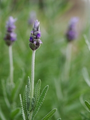冬の散歩道に咲く花２