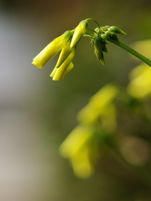 待ち焦がれる春８（オギザリス）