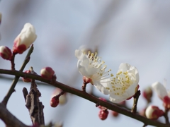待ち焦がれる春３（梅）