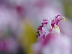 春が来た１（沈丁花）