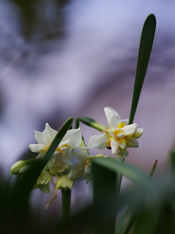 待ち焦がれる春５（水仙八重）