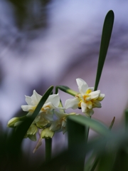 待ち焦がれる春５（水仙八重）