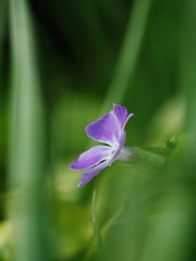 冬の散歩道に咲く花４