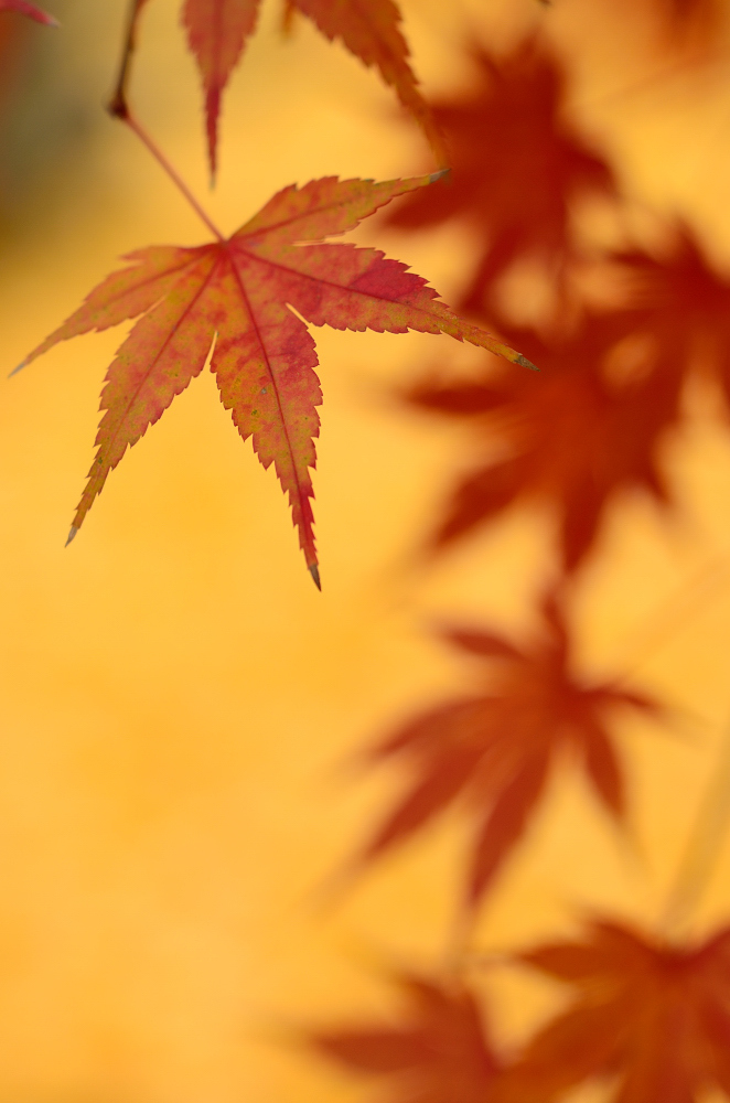 晩秋の色