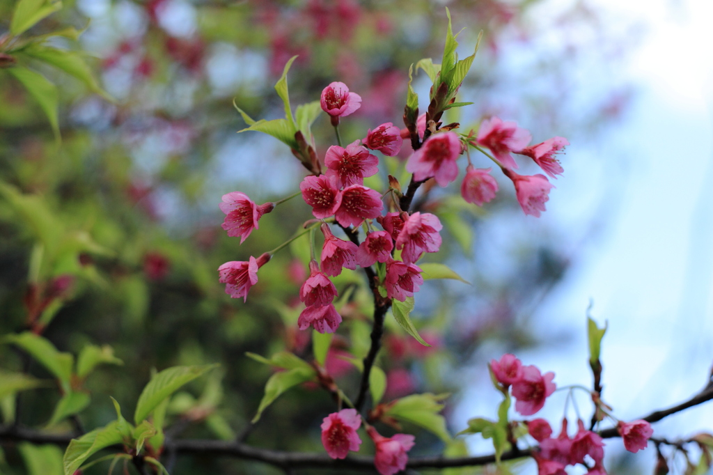 一番桜・春先撮り