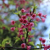 一番桜・春先撮り
