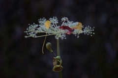 銀杏の木の下で