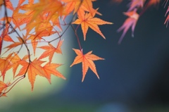 紅葉は花より美しい