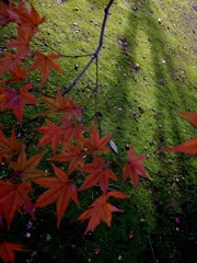 苔と紅葉