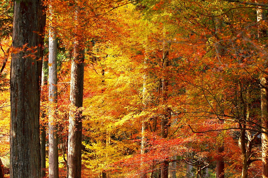 紅葉飛沫
