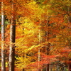 紅葉飛沫