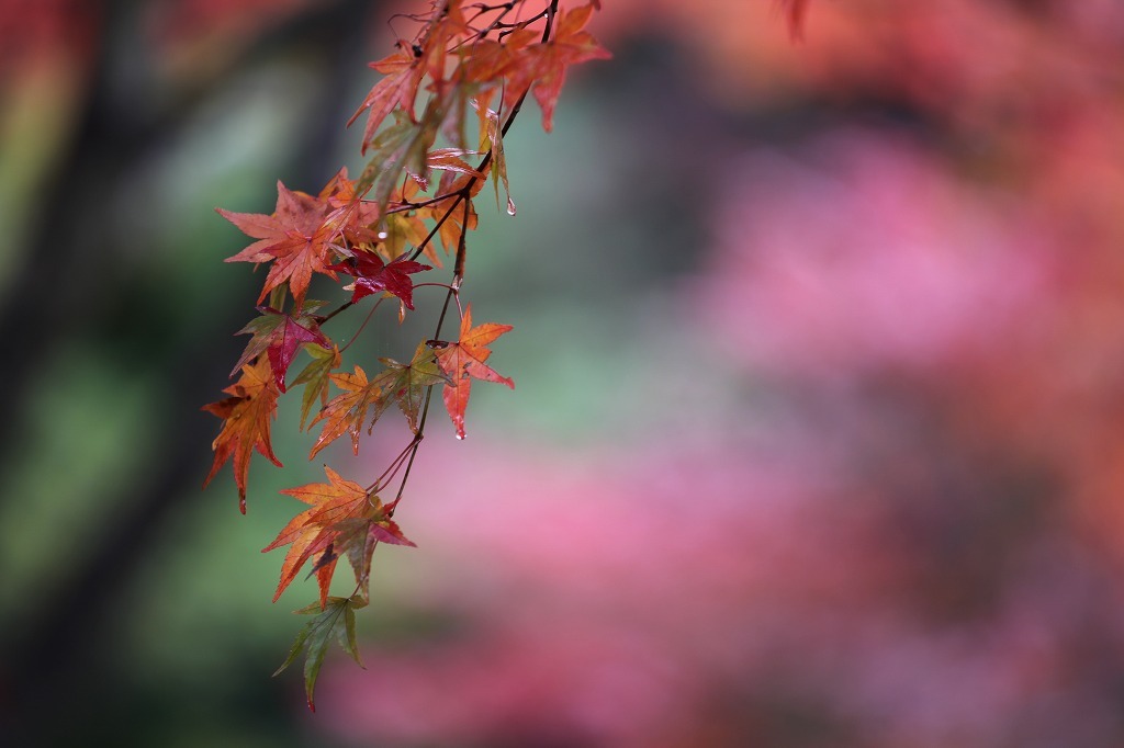 濡れ紅葉