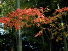 竹林の華！
