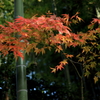 竹林の華！