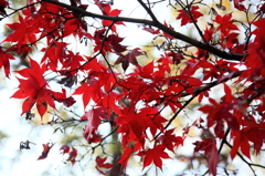 本土寺の紅葉②