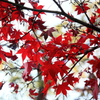 本土寺の紅葉②
