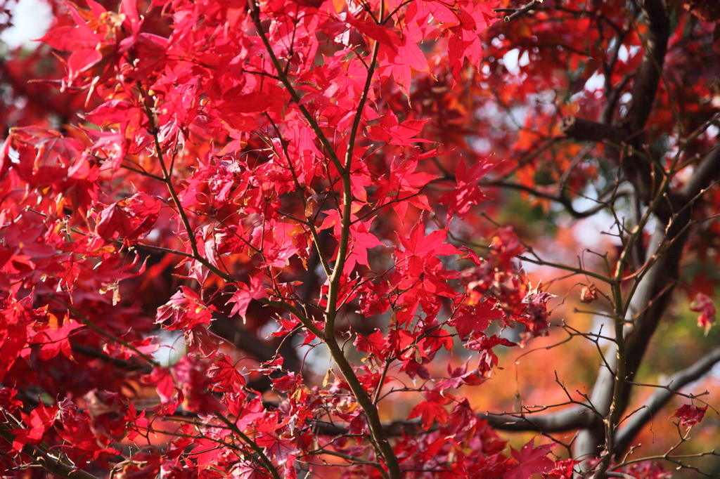 本土寺の紅葉③