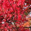 本土寺の紅葉③