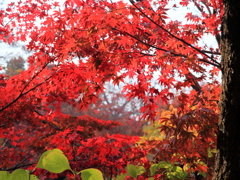 本土寺の紅葉①