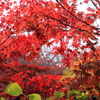 本土寺の紅葉①