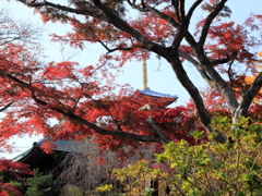 本土寺・五重塔