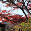 本土寺・五重塔