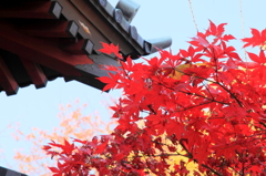 仁王門の紅葉
