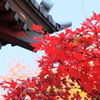 仁王門の紅葉