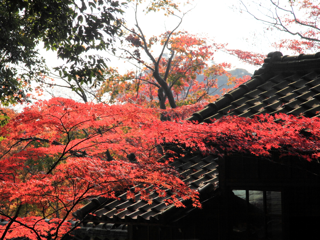 本土寺の紅葉④