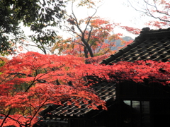 本土寺の紅葉④