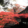 本土寺の紅葉④