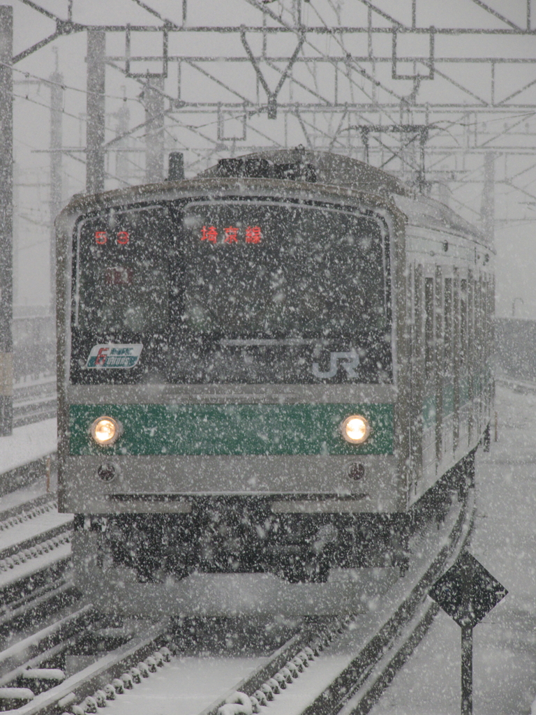 こんな大雪を行く姿・・・