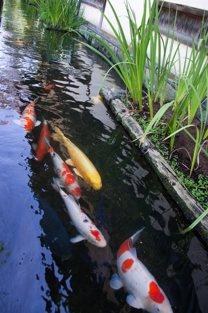 津和野の鯉