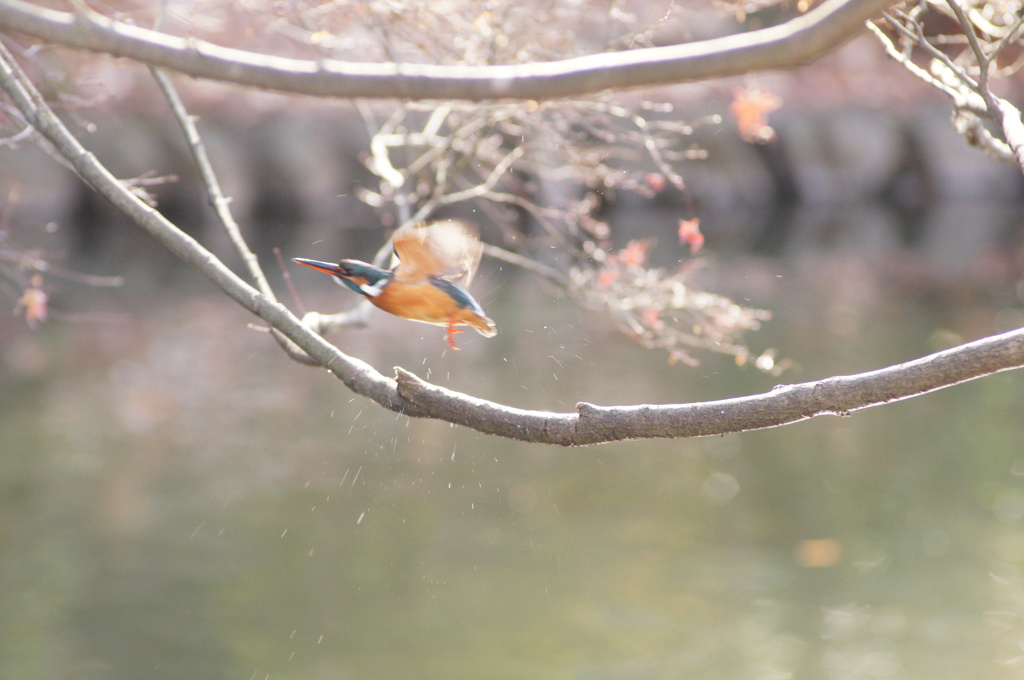 初カワセミ02