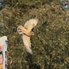 フクロウ飛んだ！