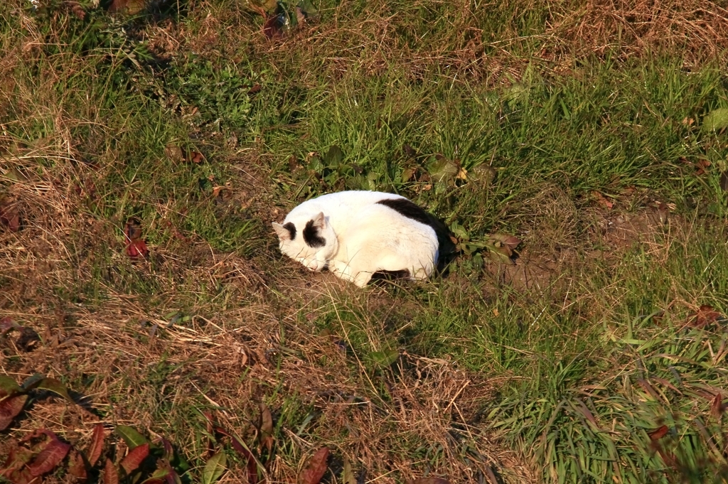 野良ネコの日向ぼっこ